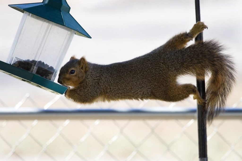 Treasure-Coast Squirrel Removal